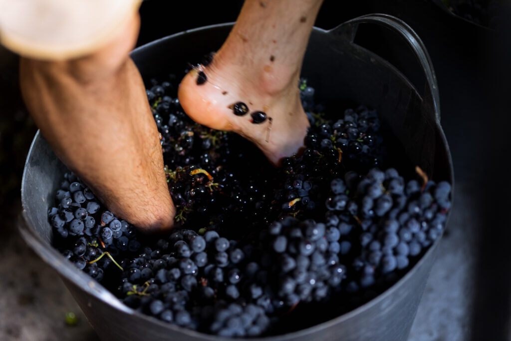 pisando uvas en bodega de vinos